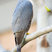 Cooper's Hawk